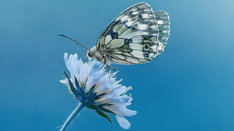 Was Selbstmitgefühl von Selbstfürsorge unterscheidet, Schmetterling vor blauem Hintergrund