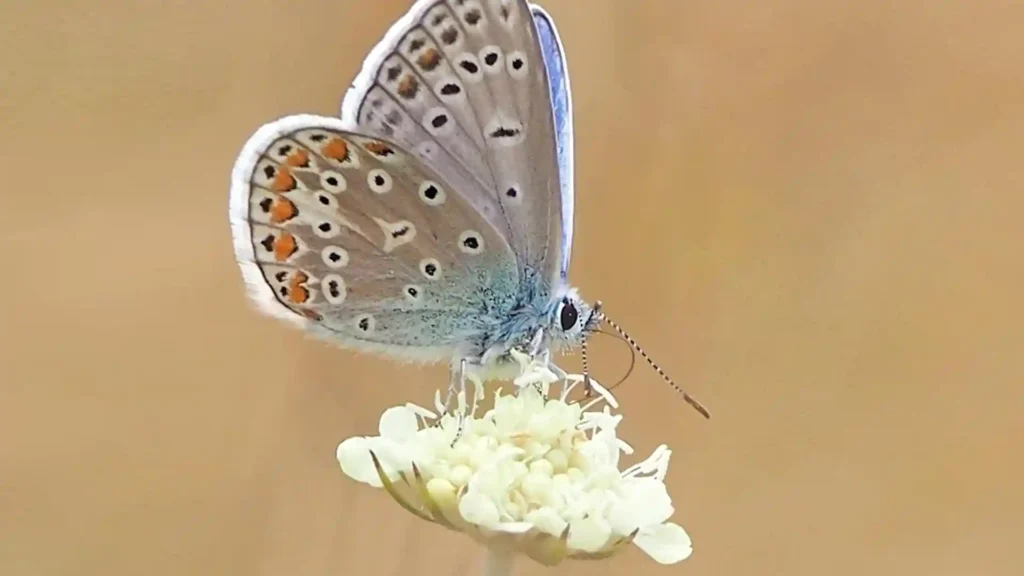 Was Selbstmitgefühl von Selbstfürsorge unterscheidet, Schmetterling auf weißer Blüte
