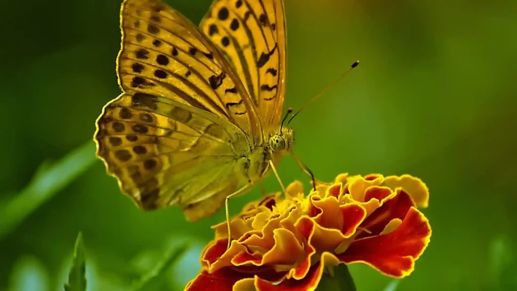 Was Selbstmitgefühl von Selbstfürsorge unterscheidet, Schmetterling auf roter Blüte