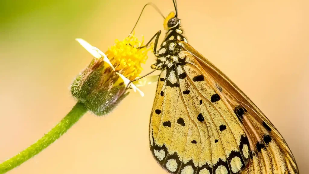 Was Selbstmitgefühl von Selbstfürsorge unterscheidet, Schmetterling auf gelber Blume