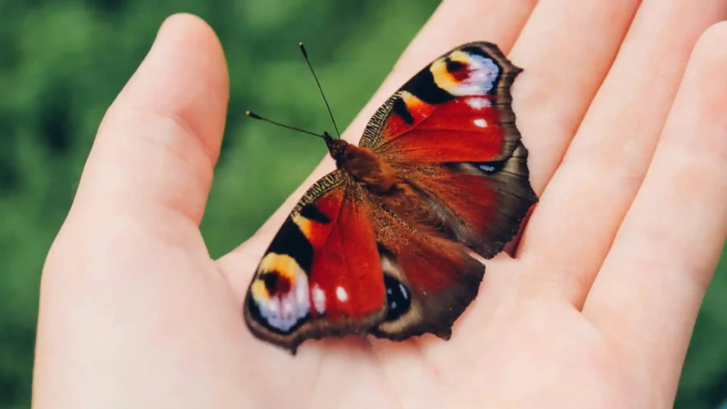 Warum Krisen mehr Selbstmitgefühl brauchen als Selbstkritik, Schmetterling auf einer Hand