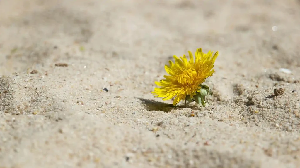 5 einfache Übungen, um deine Resilienz zu stärken, Beitragsbild02