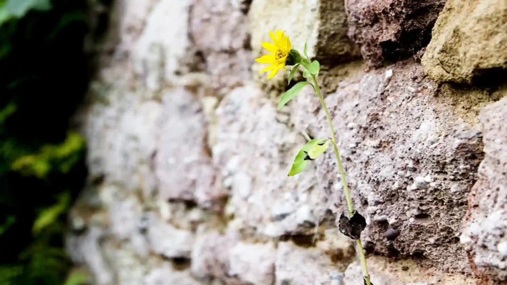 5 einfache Übungen, um deine Resilienz zu stärken, Beitragsbild04